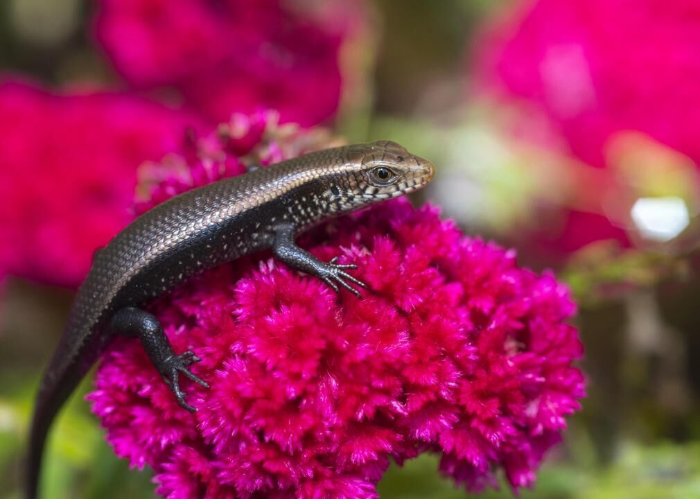 Even reptiles can be pollinators